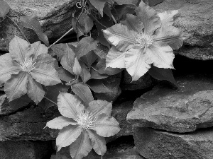 climber, Flowers, rocks, purple