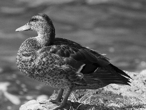 Rocks, duck, crossing