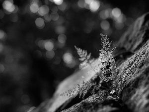 Fern, Rocks