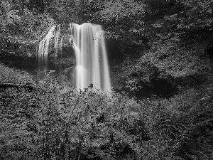 forest, waterfall, fern, rocks