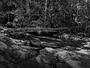 forest, stream, rocks, bridges