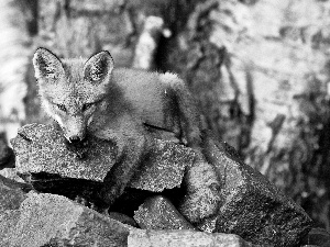 fox, rocks