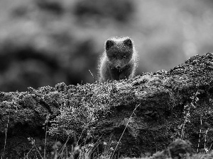 fox, Rocks