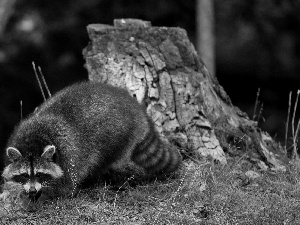 Rocks, raccoon, grass