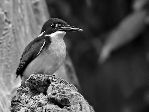 Rocks, Bird, kingfisher