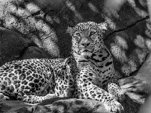 Leopards, rocks