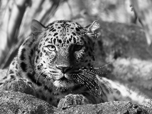 Leopards, rocks