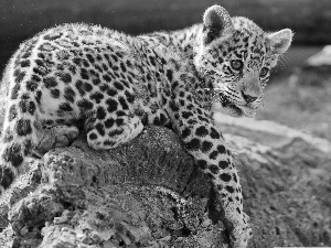 Rocks, small, Leopards