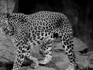 Leopards, Rocks