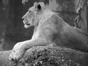 Lioness, Rocks