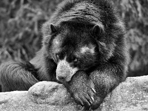 Compact, Nails, Rocks, little bear