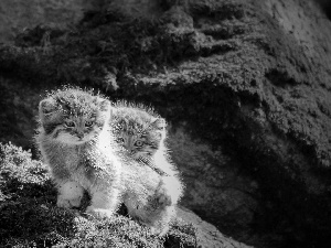 Manul, sweet, little doggies