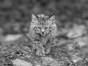 Rocks, young, Lynx