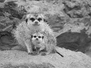 Meerkats, Rocks