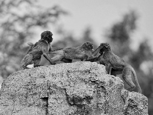 Rocks, Three, monkeys