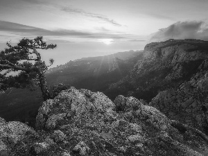 Mountains, pine, Sunrise, rocks