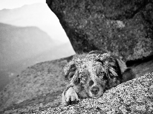 Australian Shepherd, dog, Australian Shepherd