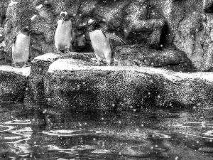 rocks, Three, penguin