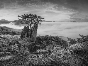 trees, Mountains, Plants, rocks, Sunrise, pine, Fog