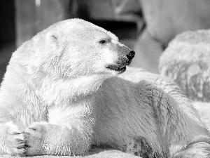 rocks, bear, polar