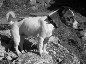 Jack Russell Terrier, rocks