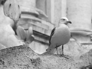 Rocks, Bird, seagull