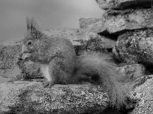 squirrel, rocks