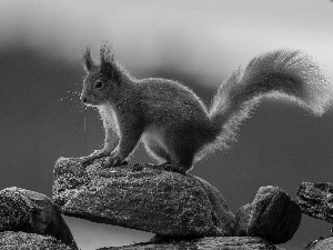 squirrel, rocks