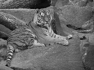 tiger, rocks