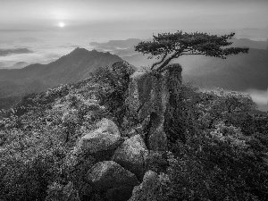 Fog, Mountains, viewes, rocks, Sunrise, trees, pine