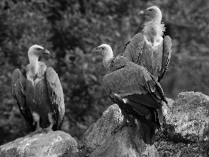 Vultures, rocks