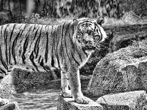 rocks, tiger, waterfall