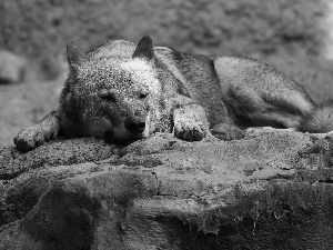 rocks, sleepy, Wolf