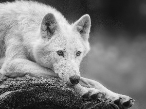 Rocks, White, Wolf