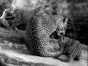 Rocks, Leopards, young