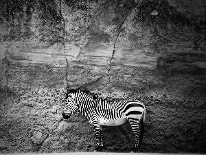 Zebra, Rocks