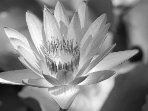 Colourfull Flowers, rods, water-lily, flakes