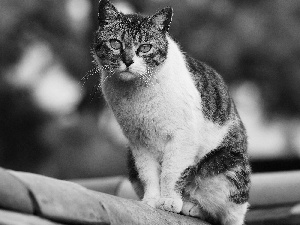 pinto, an, Roof, cat