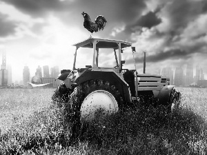 west, agrimotor, rooster, sun