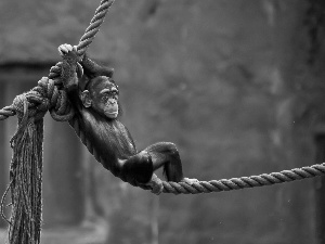 chimpanzee, an, rope, Hanging