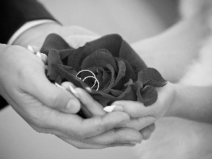 Women, hands, rose, a man