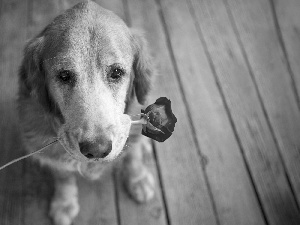 dog, red hot, rose, floor