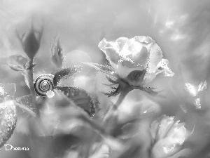 Flowers, snail, blur, rose