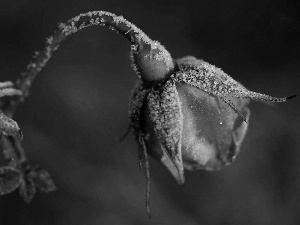 White frost, bud, rose