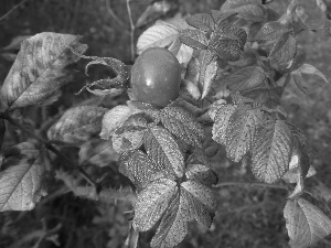 rose, mature, fruit