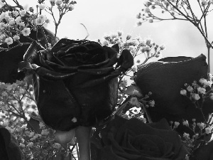 rose, Gipsówka, roses, black, Red