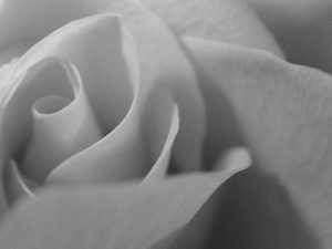 rose, Collapsed, interior