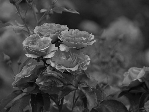 rose, bush, red