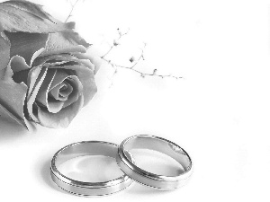 rose, wedding, rings