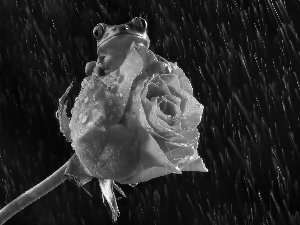 Rain, strange frog, rose